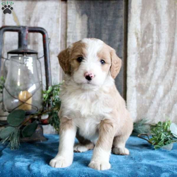 Holly, Standard Poodle Mix Puppy