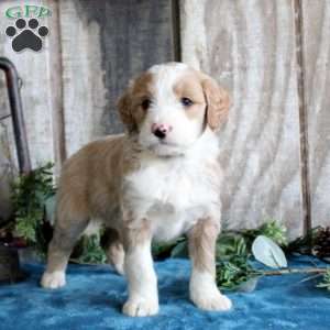 Holly, Standard Poodle Mix Puppy