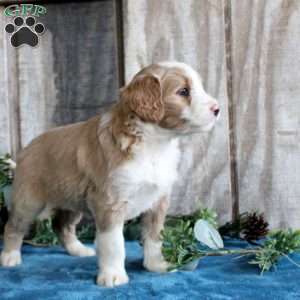 Holly, Standard Poodle Mix Puppy