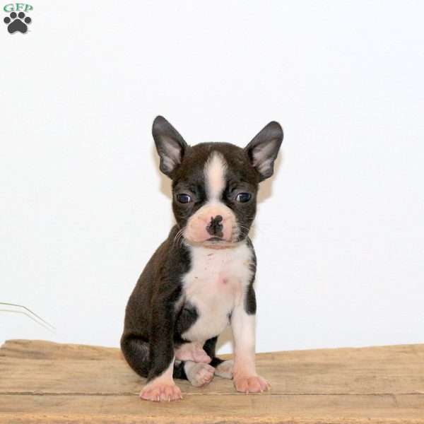 Homer, Boston Terrier Puppy