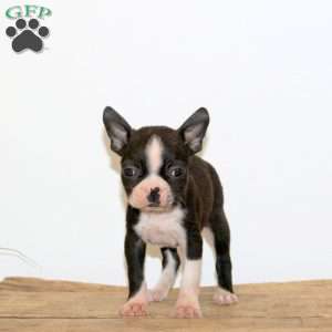 Homer, Boston Terrier Puppy