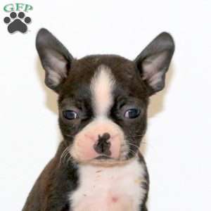 Homer, Boston Terrier Puppy