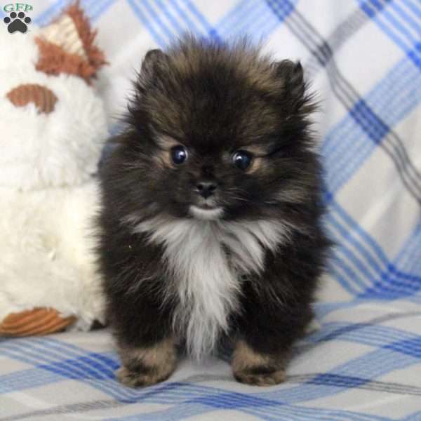 Honey Bunch, Pomeranian Puppy