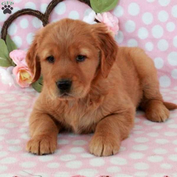 Honey, Golden Retriever Puppy