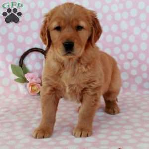 Honey, Golden Retriever Puppy