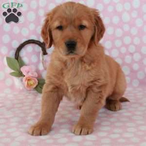 Honey, Golden Retriever Puppy