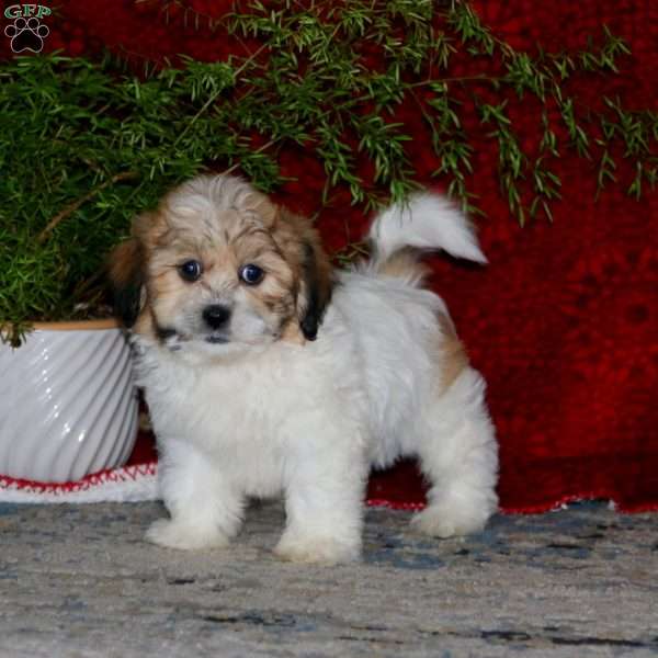 Hoops, Teddy Bear Puppy