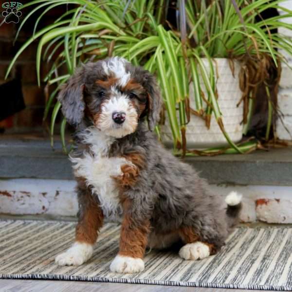 Hoops, Mini Bernedoodle Puppy