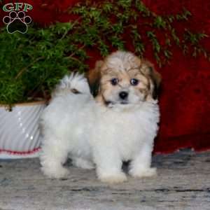 Hoops, Teddy Bear Puppy