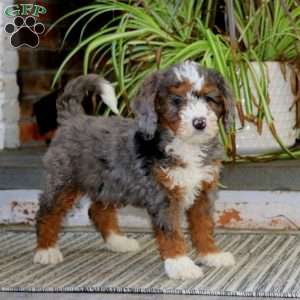 Hoops, Mini Bernedoodle Puppy