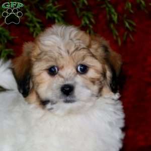 Hoops, Teddy Bear Puppy