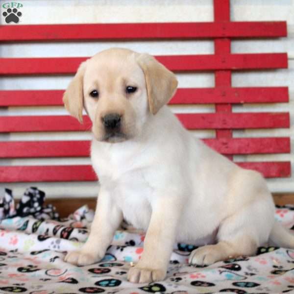 Hope, Yellow Labrador Retriever Puppy