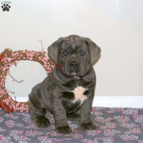 Hope, Cane Corso Puppy