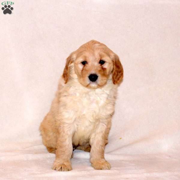 Hope, Goldendoodle Puppy