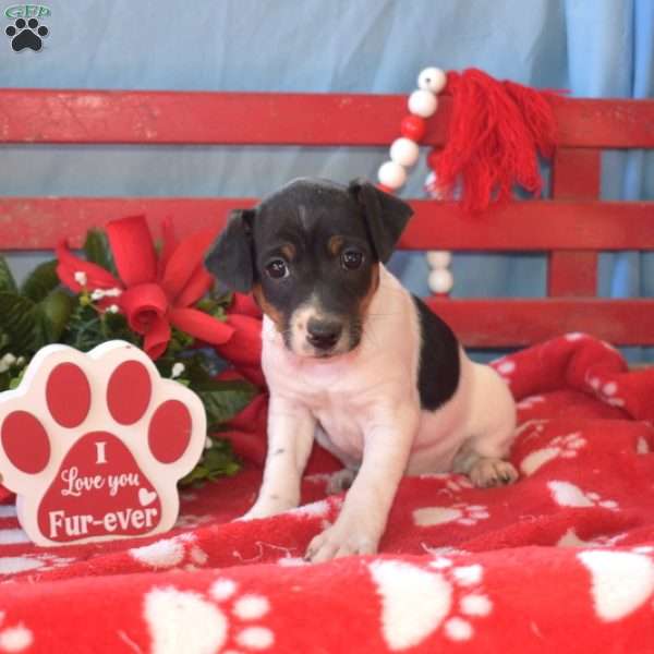 Hope, Jack Russell Terrier Puppy