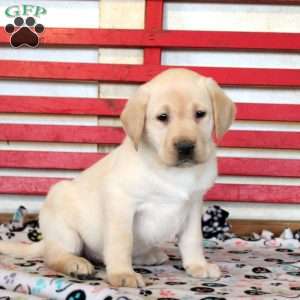 Hope, Yellow Labrador Retriever Puppy