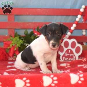 Hope, Jack Russell Terrier Puppy