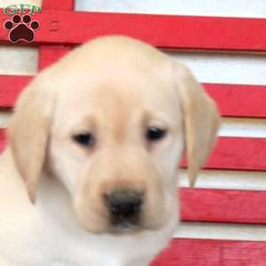 Hope, Yellow Labrador Retriever Puppy