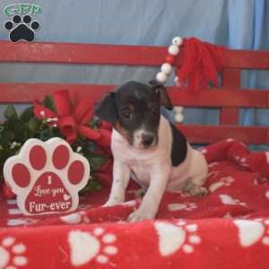 Hope, Jack Russell Terrier Puppy