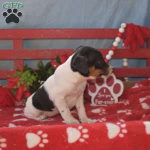 Hope, Jack Russell Terrier Puppy