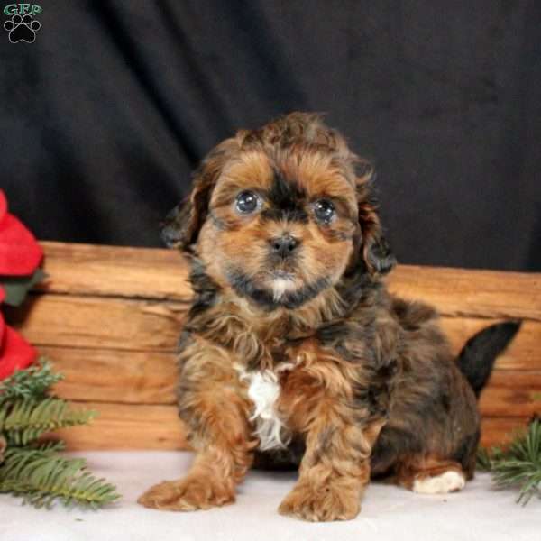 Hope, Shih-Poo Puppy