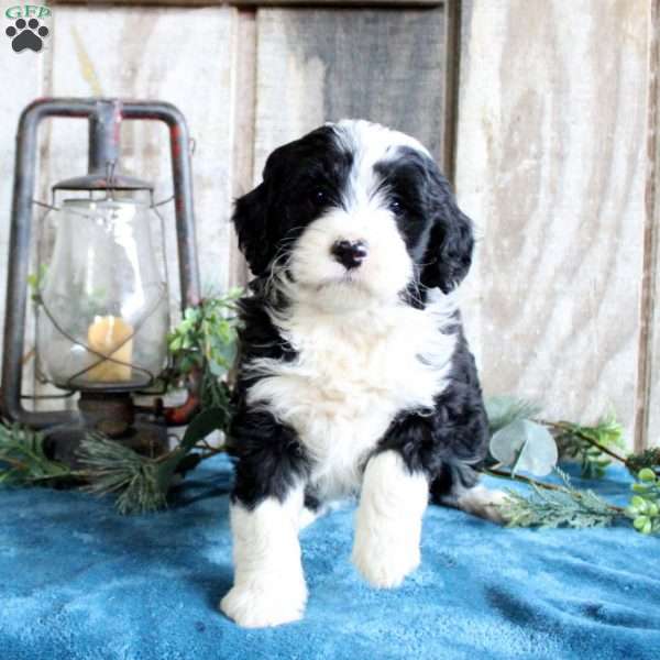 Hope, Standard Poodle Mix Puppy