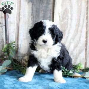 Hope, Standard Poodle Mix Puppy