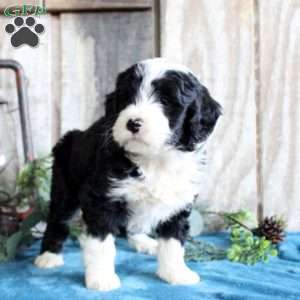 Hope, Standard Poodle Mix Puppy