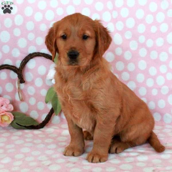 Hopper, Golden Retriever Puppy