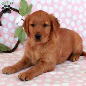 Hopper, Golden Retriever Puppy