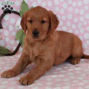 Hopper, Golden Retriever Puppy