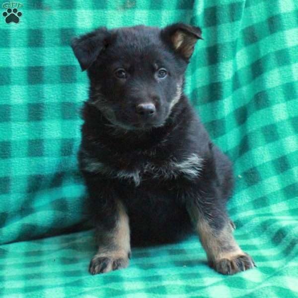 Huck, German Shepherd Puppy