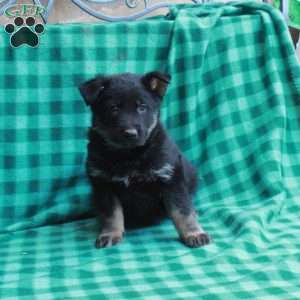 Huck, German Shepherd Puppy