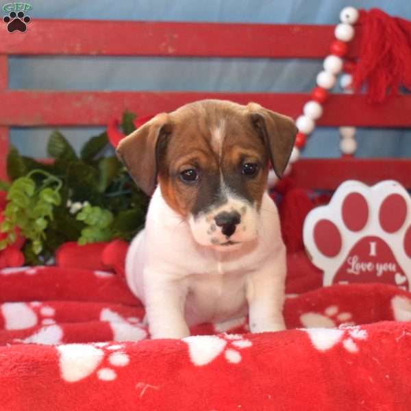 Hudson, Jack Russell Terrier Puppy