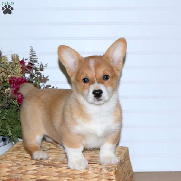 Hudson, Pembroke Welsh Corgi Puppy