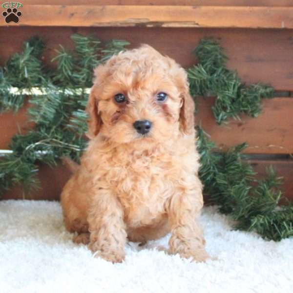 Hudson, Cavapoo Puppy