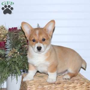 Hudson, Pembroke Welsh Corgi Puppy