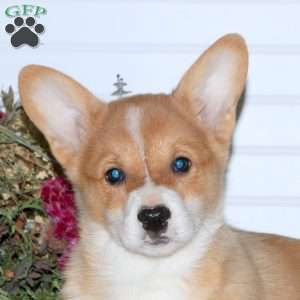 Hudson, Pembroke Welsh Corgi Puppy