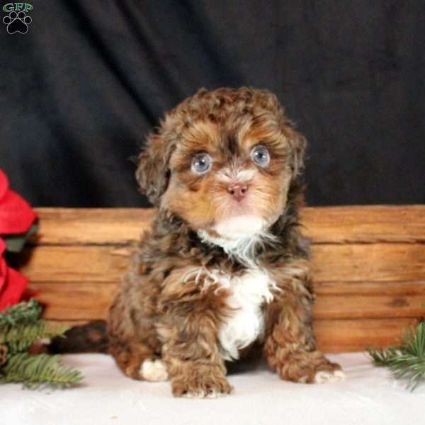 Hudson, Shih-Poo Puppy