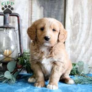 Hudson, Standard Poodle Mix Puppy