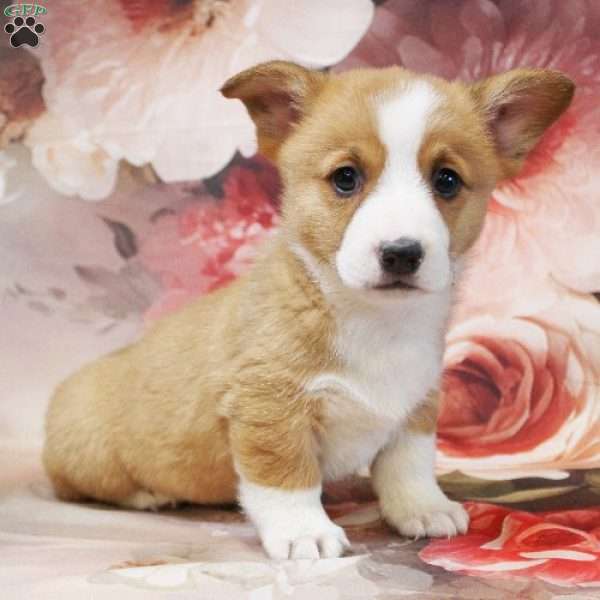 Hudson, Pembroke Welsh Corgi Puppy