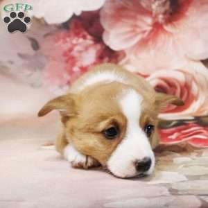 Hudson, Pembroke Welsh Corgi Puppy