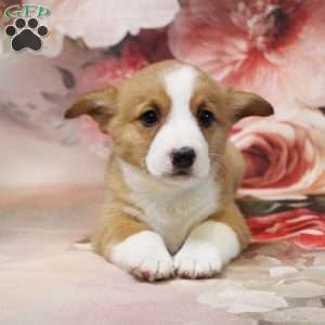 Hudson, Pembroke Welsh Corgi Puppy