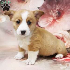 Hudson, Pembroke Welsh Corgi Puppy