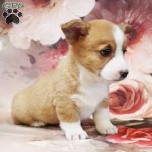 Hudson, Pembroke Welsh Corgi Puppy