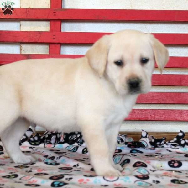 Hugo, Yellow Labrador Retriever Puppy