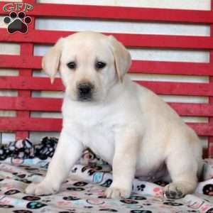 Hugo, Yellow Labrador Retriever Puppy