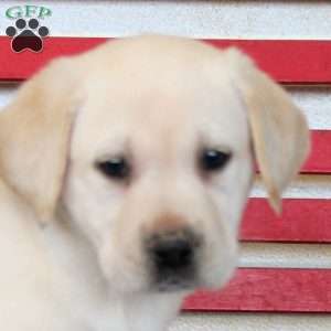 Hugo, Yellow Labrador Retriever Puppy