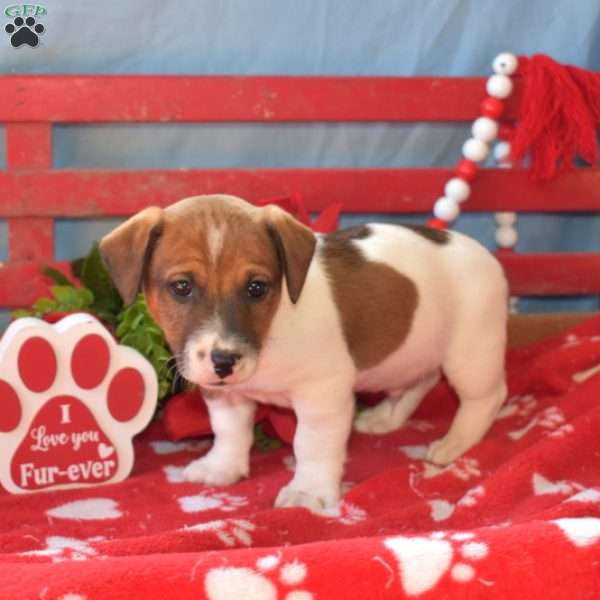 Hunter, Jack Russell Terrier Puppy