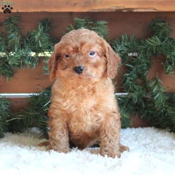 Hunter, Cavapoo Puppy